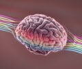 Unlocking The Creative Brain: Develop and Teach Skills For Creative Thinking